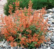 Agastache Kudos Mandarin 1Gallon