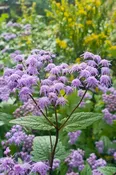 Mistflower