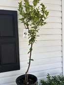 3 Gallon Key Lime