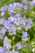 Jacob's Ladder