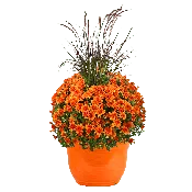 14" Fancy Mum Planter w/ Grass Perfectly Orange