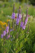 Hoary Vervain