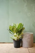 Aglaonema 'Golden Madonna'