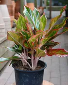 Aglaonema 'Red Siam'