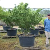 Acer Palmatum ‘Shishigashira’