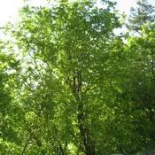 <em>Acer glabrum</em><br /><strong>Rocky Mountain Maple (Native)</strong>