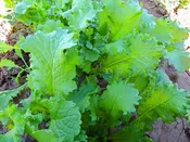 Brassica juncea ‘Green Wave’ Mustard Greens