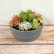 Succulent Garden