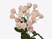 60/ Super Bubbles Spray Rose