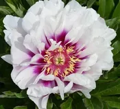 Peony 'Cora Louise' Bare Root — Gardenwerks