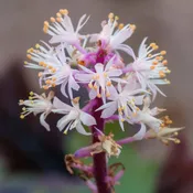 Sugar and Spice Foamflower