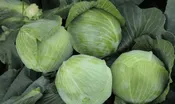 Mohawk Cabbage (Treated Seed)