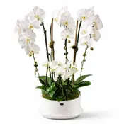Orchid 3