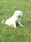 ONLINE VIDEO COURSE: Puppy & Basic Obedience
