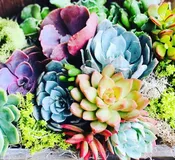 Designers Choice Small Arrangement