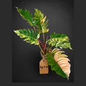 Super Rare Variegated Philodendron Caramel Marble (Aug-14-26-ER)
