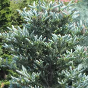 Abies koreana 'Horstmann's Silberlocke'