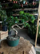 Ficus Microcarpa S-Bonsai 8"