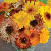 Calendula ‘Cut Flower Mix’