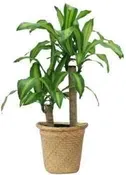 Dracaena Plant — Jil's Flower Haus