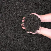Chocolate Brown Mulch