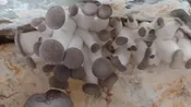 Black Pearl Oyster Tabletop Farm