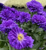 5.25" Blue Annual Aster