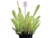 Aechmea gamosepala Lucky stripe