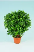 Boxwood Ball in Pot