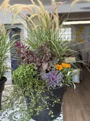 12" Combination Planter Assorted — Farmington Greenhouse MN