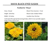Maya Black-Eyed Susan  — The Garden Kingdom