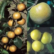 3 in 1 Asian Pear Tree #1
