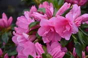 Azalea Pink Ruffles