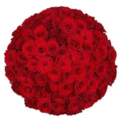 50 Stems Fresh Red Roses