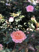Apricot Drift Rose