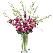 Dendrobium Orchids