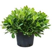 Australian laurel (Pittosporum tobira 'Variegata')