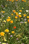 Wildflower Bulb Blanket Mix