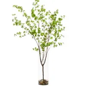 Birch Asian FW