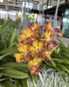 Aeridovanda Suwannaphum Sunshine (red lip) — Motes Orchids