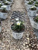 Amazing Daisies® Daisy May® Shasta Daisy