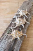 Chiragra Spider Shell