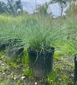 Adagio Dwarf Maiden Grass