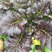 Mustard, Frilled Dragon Magma Mix