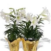 Easter lily plant