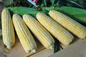 American Dream Sweet Corn (Cruiser Treated)