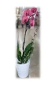 5″ Maxxima Single Spike Orchid