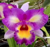 Blc. Thaksina Candy '#3'.
