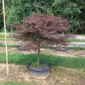 Acer Palmatum Dissectum ‘Red Dragon’