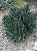 Agave shawii var. shawii - Shaw's Agave (Plant)